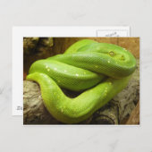 Carte Postale Python à arbre vert (Devant / Derrière)