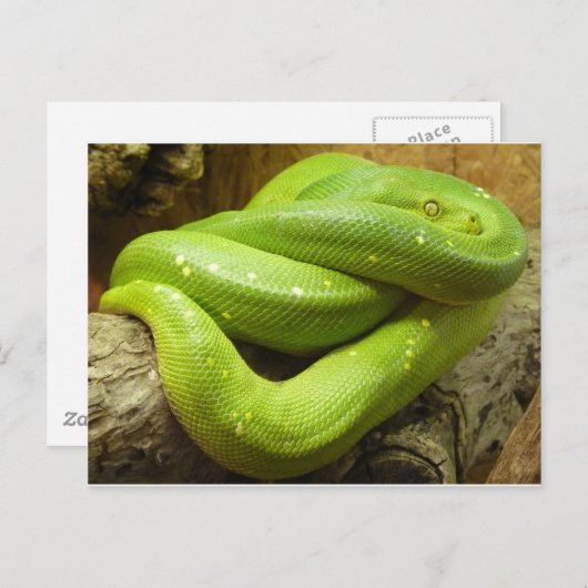 Carte Postale Python à arbre vert (Devant / Derrière)