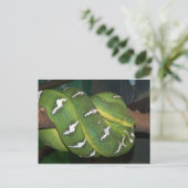 Carte Postale Python à arbre vert (Debout devant)