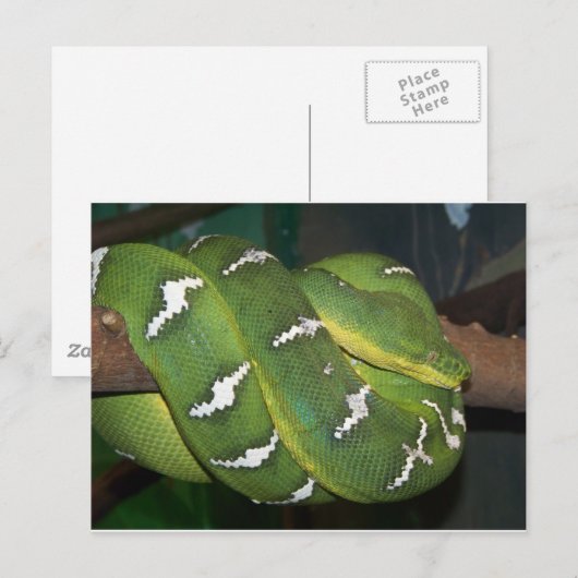 Carte Postale Python à arbre vert (Devant / Derrière)