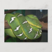 Carte Postale Python à arbre vert (Devant)