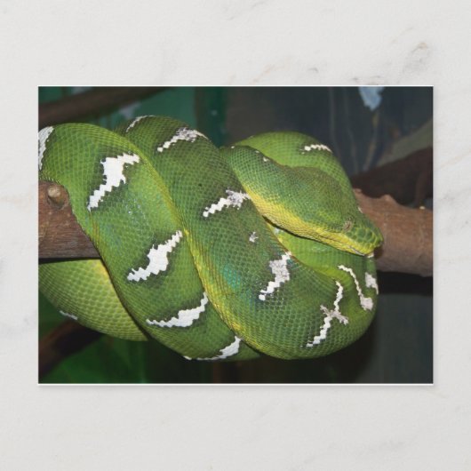 Carte Postale Python à arbre vert (Devant)