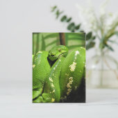 Carte Postale Python à arbre vert (Debout devant)