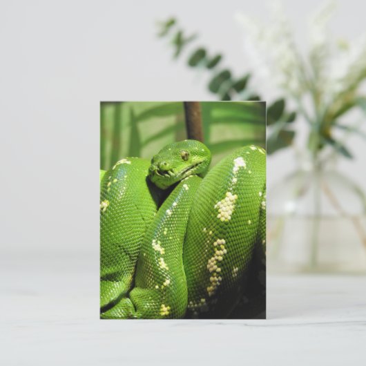 Carte Postale Python à arbre vert (Debout devant)