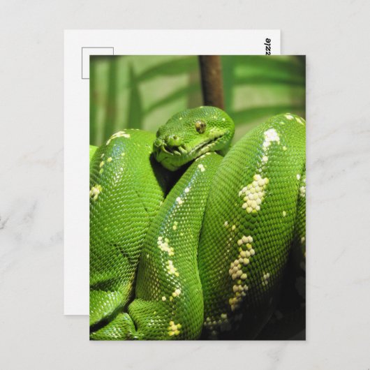 Carte Postale Python à arbre vert (Devant / Derrière)