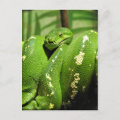 Carte Postale Python à arbre vert (Devant)