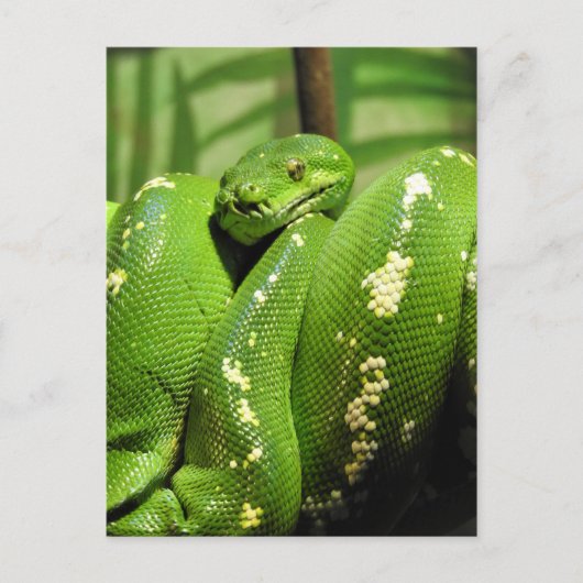 Carte Postale Python à arbre vert (Devant)