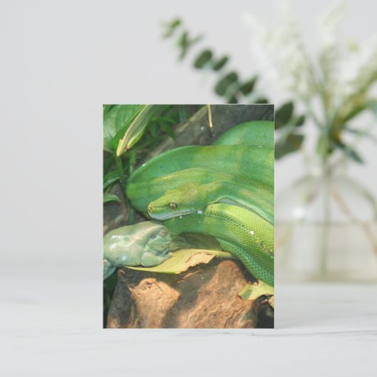 Carte Postale Python à arbre vert et grenouille à arbre blanc (Debout devant)