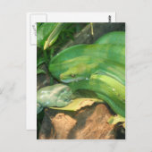 Carte Postale Python à arbre vert et grenouille à arbre blanc (Devant / Derrière)