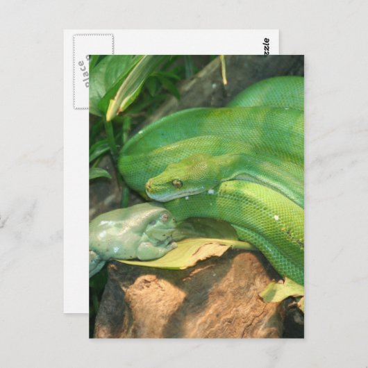 Carte Postale Python à arbre vert et grenouille à arbre blanc (Devant / Derrière)