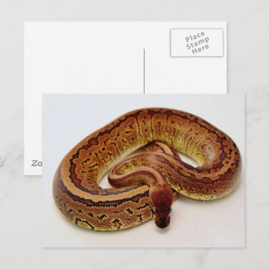 Carte Postale Python à balle Brown (Devant / Derrière)