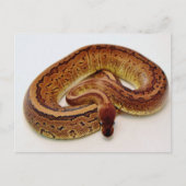Carte Postale Python à balle Brown (Devant)