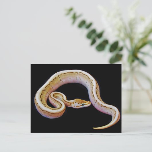 Carte Postale Python à balle de couleur claire (Debout devant)