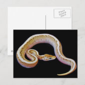 Carte Postale Python à balle de couleur claire (Devant / Derrière)