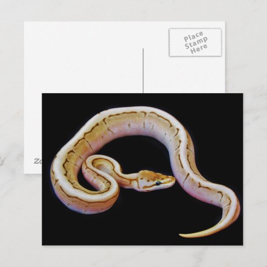 Carte Postale Python à balle de couleur claire (Devant / Derrière)