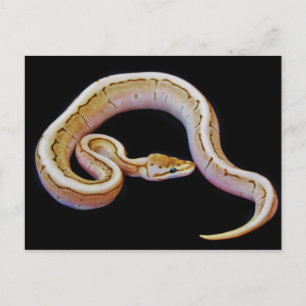 Carte Postale Python à balle de couleur claire