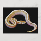 Carte Postale Python à balle de couleur claire (Devant)