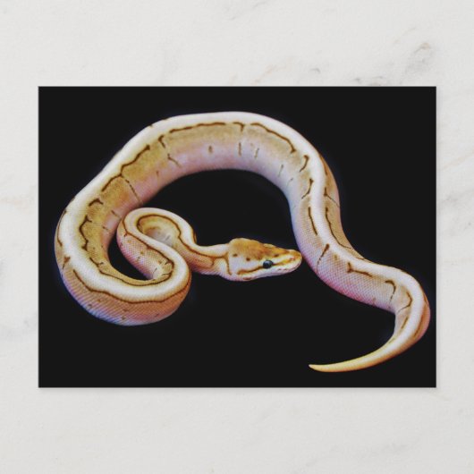 Carte Postale Python à balle de couleur claire (Devant)