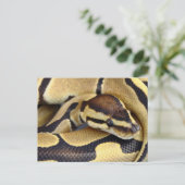 Carte Postale Python à balle jaune et noir 3 (Debout devant)