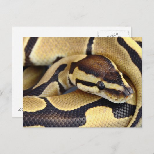 Carte Postale Python à balle jaune et noir 3 (Devant / Derrière)