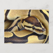 Carte Postale Python à balle jaune et noir 3 (Devant)