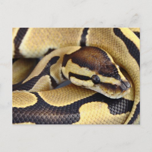 Carte Postale Python à balle jaune et noir 3 (Devant)