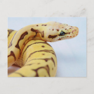 Carte Postale Python à balle jaune gros