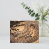 Carte Postale Python à tête noire (Debout devant)