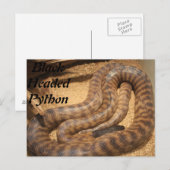 Carte Postale Python à tête noire (Devant / Derrière)