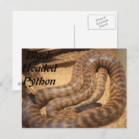 Carte Postale Python à tête noire (Devant / Derrière)