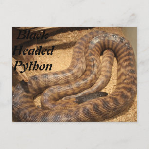 Carte Postale Python à tête noire