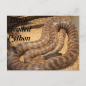Carte Postale Python à tête noire (Devant)