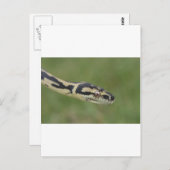 Carte Postale Python australien (Devant / Derrière)