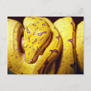 Carte Postale Python aux arbres jaunes, bébé