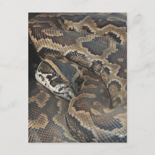 Carte Postale Python birman (Devant)