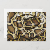 Carte Postale Python birman (Devant / Derrière)