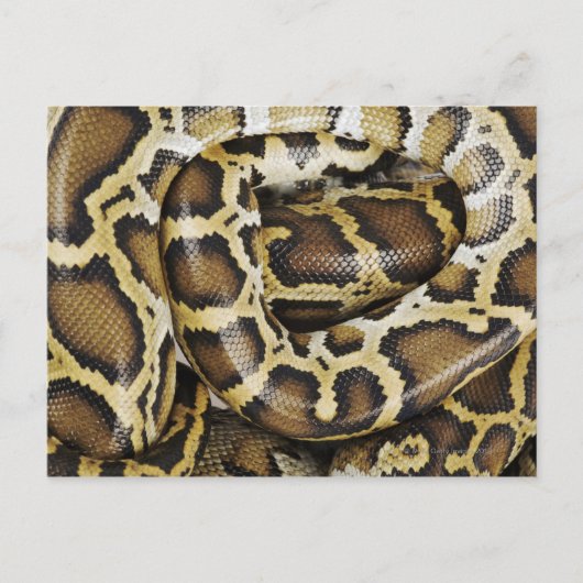 Carte Postale Python birman (Devant)