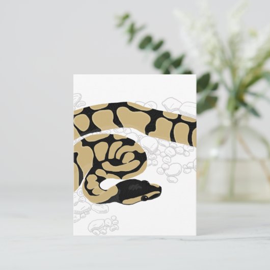 Carte Postale Python boule serpent (Debout devant)
