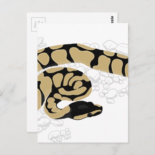Carte Postale Python boule serpent (Devant / Derrière)