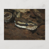 Carte Postale Python Brown (Devant)