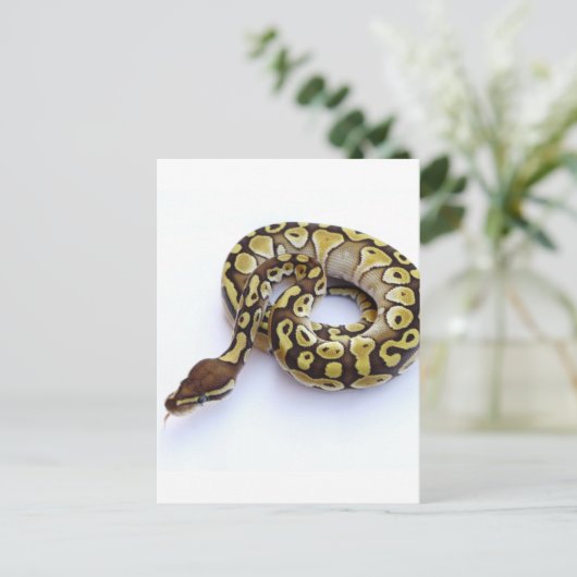 Carte Postale Python Brown et Gold Ball 2 (Debout devant)