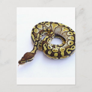 Carte Postale Python Brown et Gold Ball 2