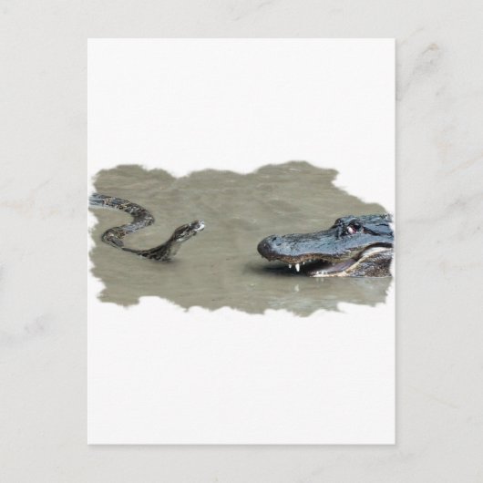 Carte Postale Python contre Alligator (Devant)