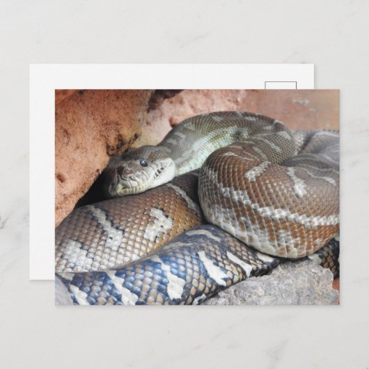 Carte Postale Python de tapis centralisé (Devant / Derrière)