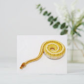 Carte Postale Python jaune clair (Debout devant)