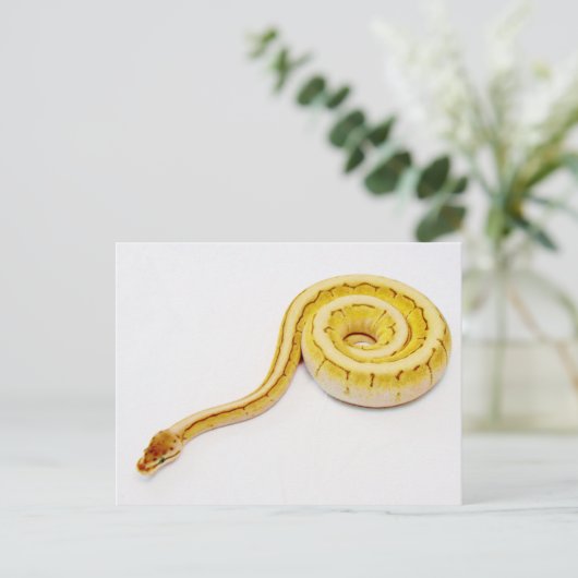 Carte Postale Python jaune clair (Debout devant)