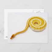 Carte Postale Python jaune clair (Devant / Derrière)