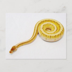 Carte Postale Python jaune clair