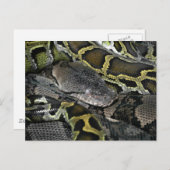 Carte Postale Python molurus bivittatus (Devant / Derrière)