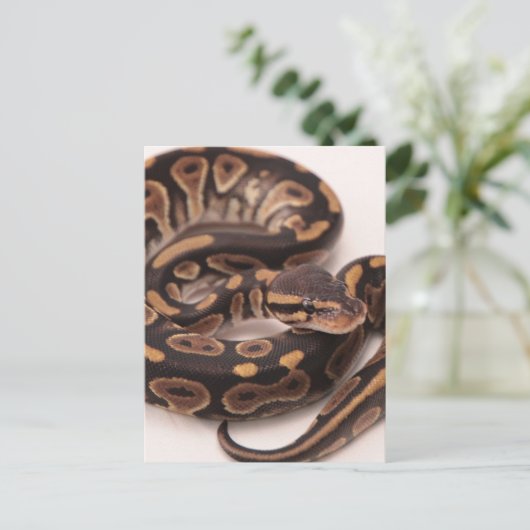 Carte Postale Python noir et jaune (Debout devant)